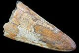 Cretaceous Fossil Crocodile (Elosuchus) Tooth - Morocco #74931-1